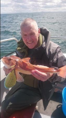 3 lb 4 oz Tub Gurnard by Dave