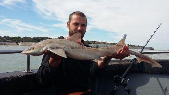 7 lb Starry Smooth-hound by Anton