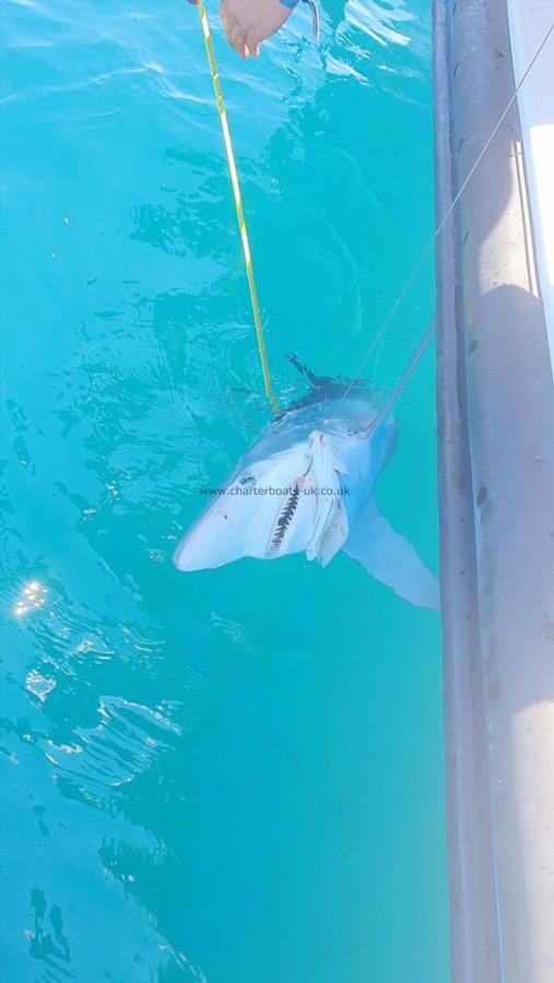 80 lb Blue Shark by Unknown