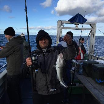 3 lb Cod by Unknown