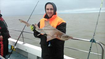 10 lb 4 oz Starry Smooth-hound by joel