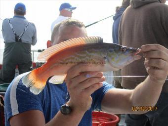 1 lb 5 oz Cuckoo Wrasse by Unknown