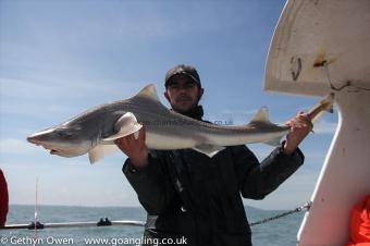 14 lb Starry Smooth-hound by Monty