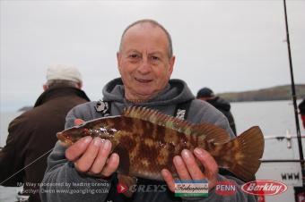 2 lb Ballan Wrasse by Duffy