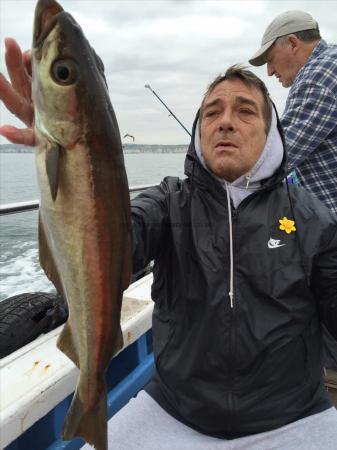 7 lb Pollock by paul from london a pollock off a wreck 7th sept