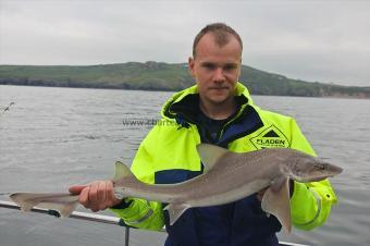 10 lb Starry Smooth-hound by Dan