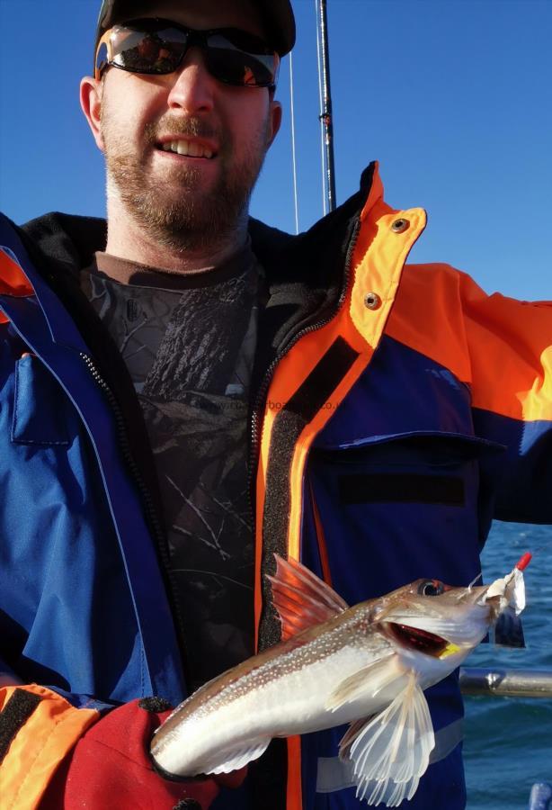 2 lb Grey Gurnard by Unknown