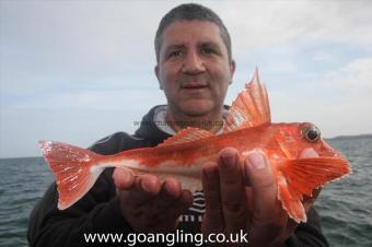 1 lb Red Gurnard by Unknown