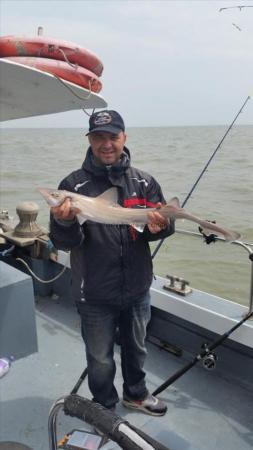2 lb 8 oz Smooth-hound (Common) by Unknown