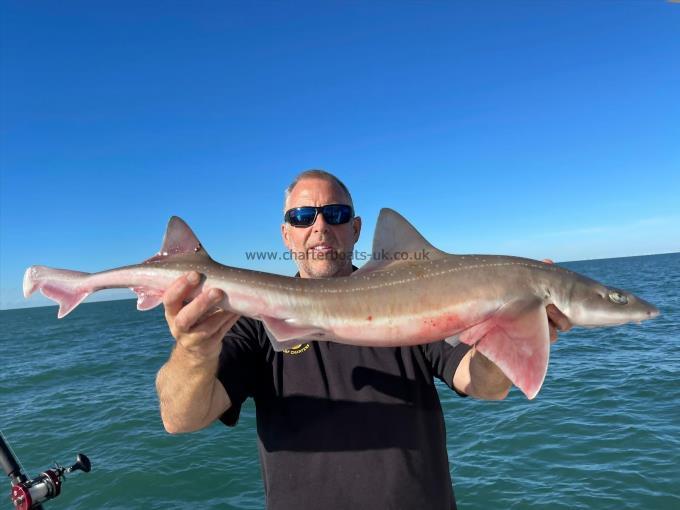 8 lb Smooth-hound (Common) by Unknown