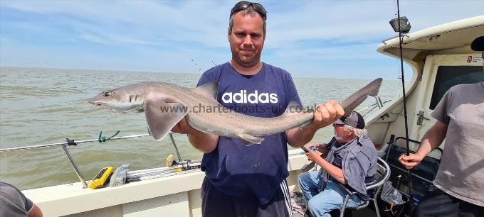 9 lb 6 oz Starry Smooth-hound by Michael