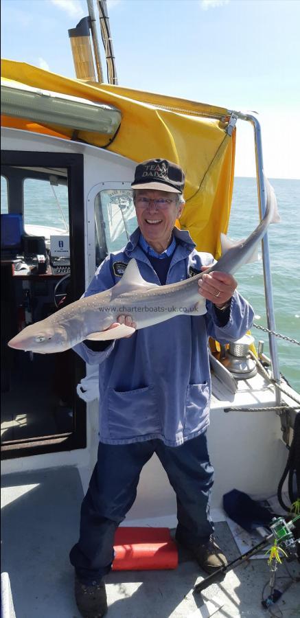 7 lb 8 oz Starry Smooth-hound by Unknown
