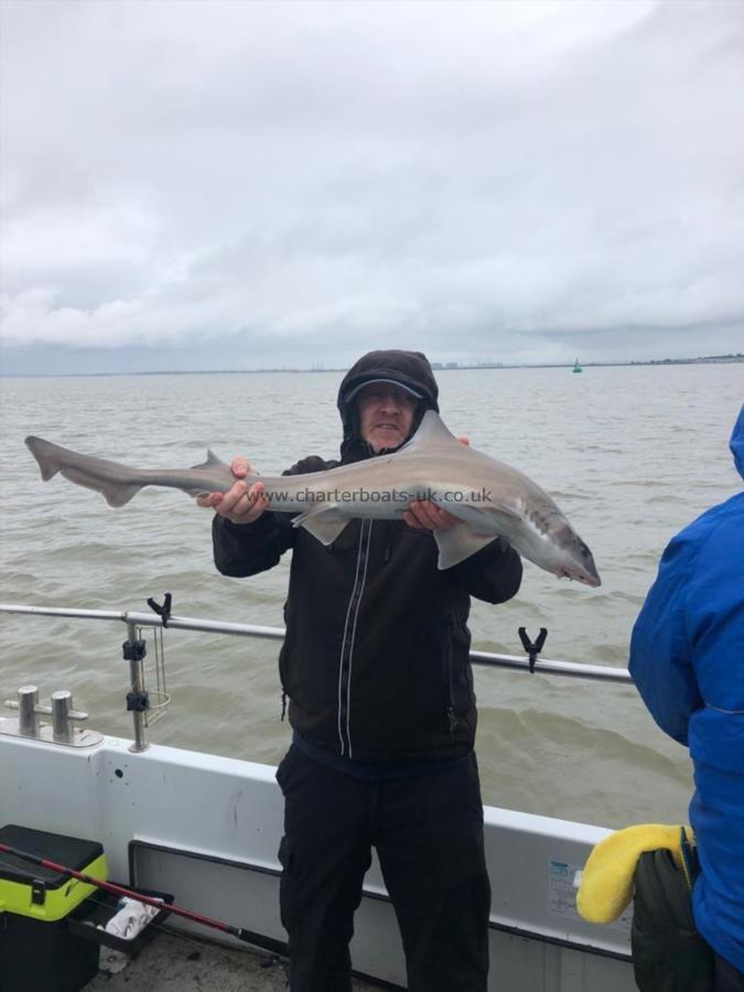 10 lb 4 oz Starry Smooth-hound by Lewis