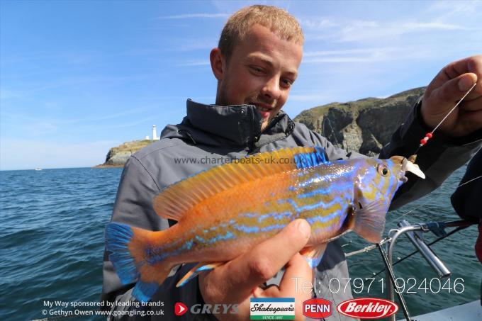 1 lb Cuckoo Wrasse by Carlos