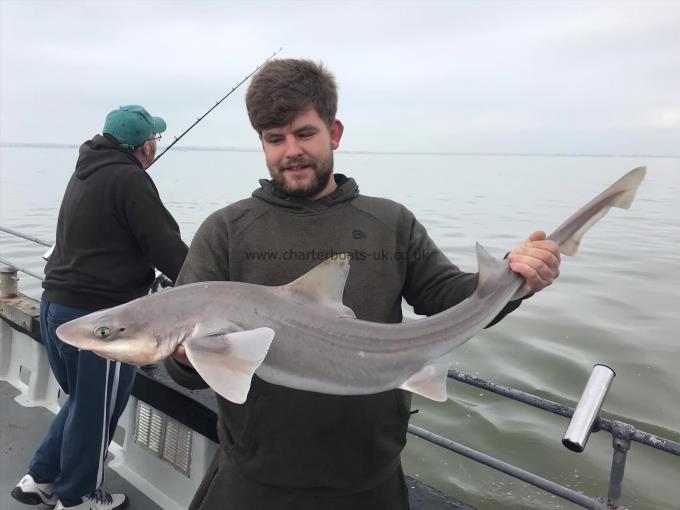 11 lb Smooth-hound (Common) by Unknown