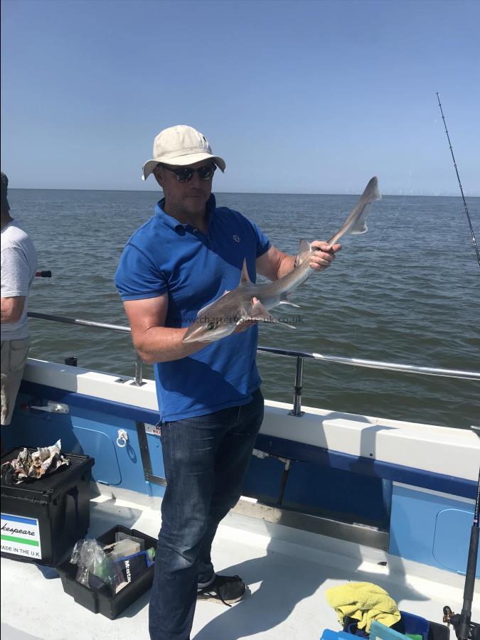 8 lb Smooth-hound (Common) by Jim Again