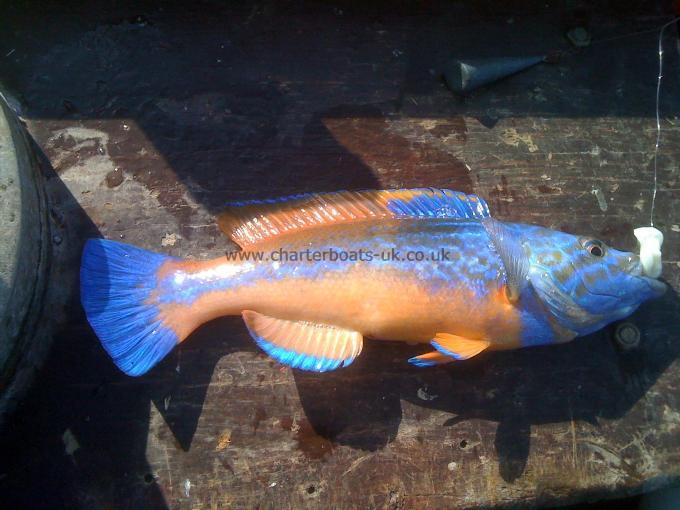 1 lb Cuckoo Wrasse by Peter from London