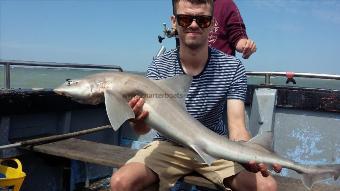 9 lb Starry Smooth-hound by Darren