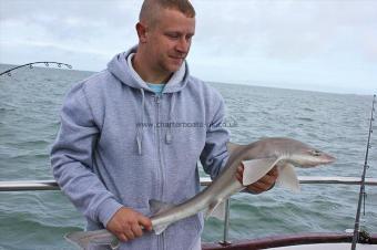 4 lb Smooth-hound (Common) by Martyn