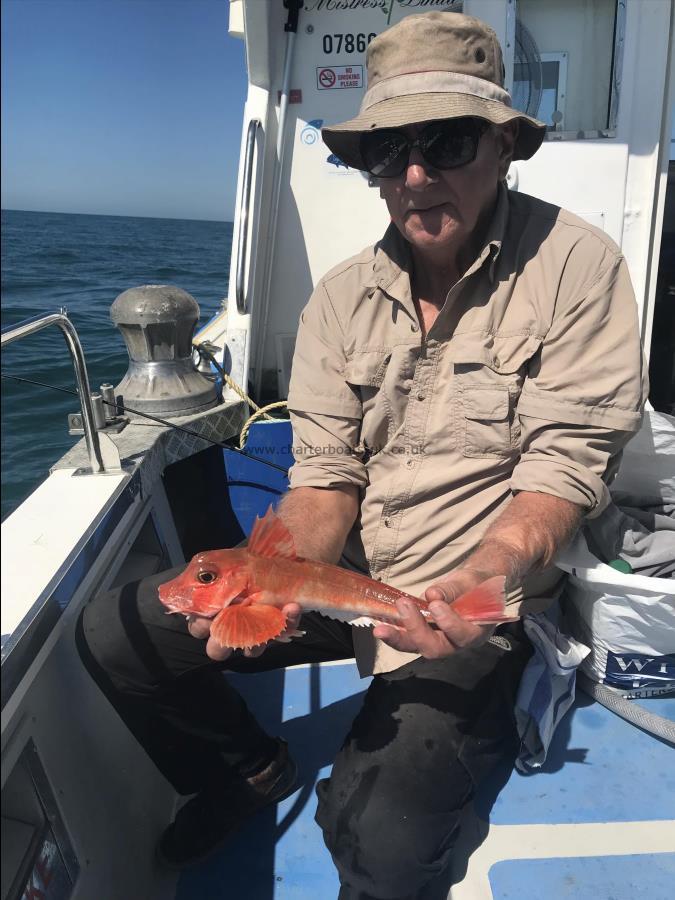 1 lb Red Gurnard by Steve B