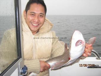 5 lb Smooth-hound (Common) by Unknown