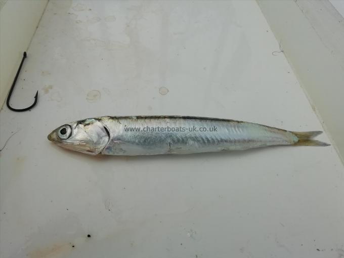 1 oz Smelt by Unknown