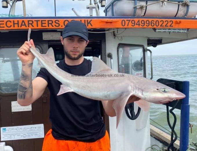 10 lb Smooth-hound by Unknown