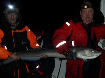 45 lb Conger Eel by steve