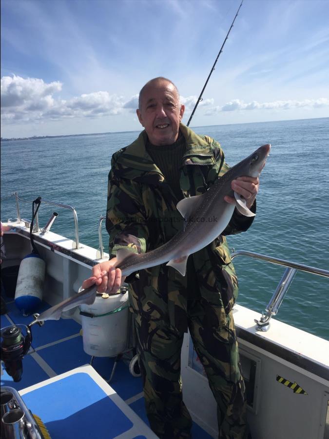5 lb Starry Smooth-hound by Ian P