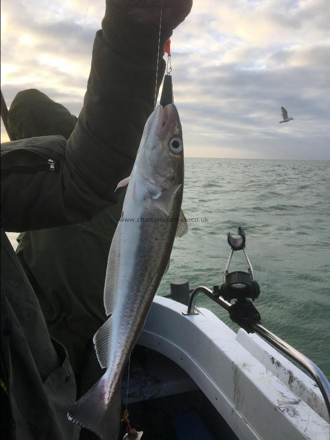 1 lb 10 oz Whiting by Unknown