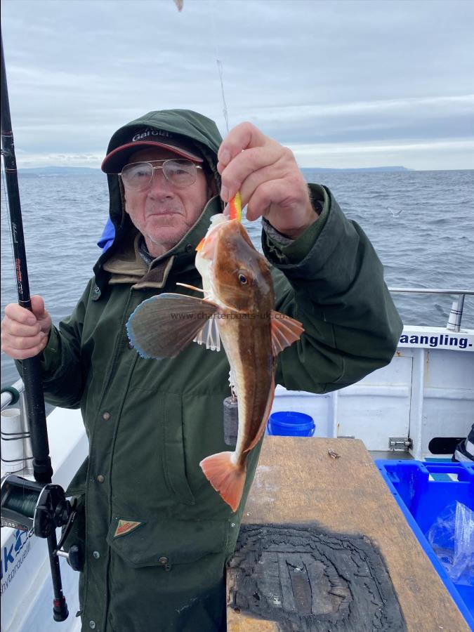 1 lb 5 oz Grey Gurnard by Andy Birkenshaw.