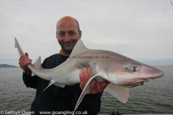 8 lb Starry Smooth-hound by Pete