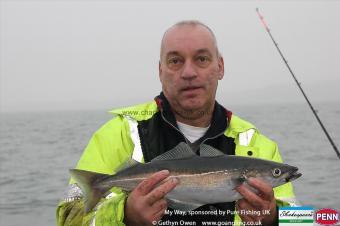 2 lb Coalfish (Coley/Saithe) by Migel