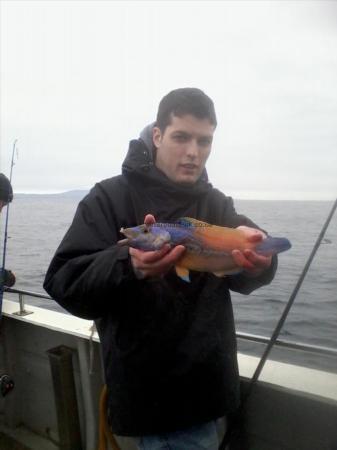 1 lb 1 oz Cuckoo Wrasse by Padraic Clear