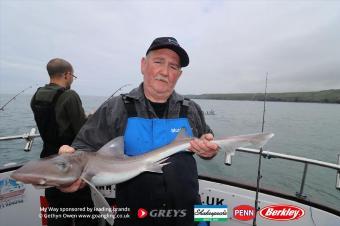 6 lb Starry Smooth-hound by Dave