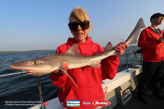 7 lb Starry Smooth-hound by Trish