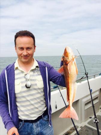 2 lb 10 oz Tub Gurnard by Mark Baxter