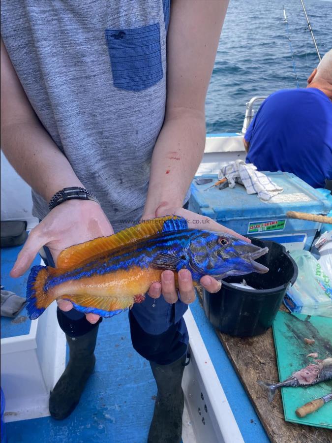 1 lb 4 oz Cuckoo Wrasse by Charlie.