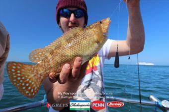 2 lb Ballan Wrasse by Jon