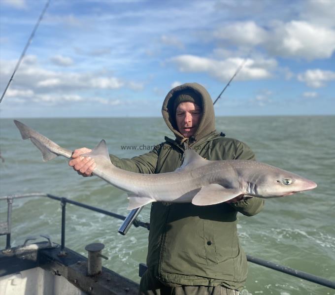 11 lb Starry Smooth-hound by Unknown