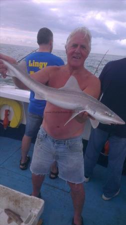 7 lb 3 oz Starry Smooth-hound by alan