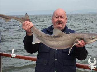 15 lb 6 oz Smooth-hound (Common) by Gwyn Evans