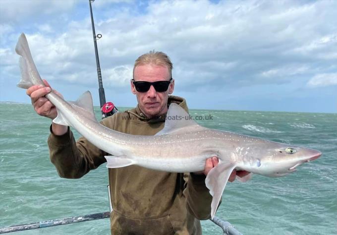 10 lb Starry Smooth-hound by Unknown