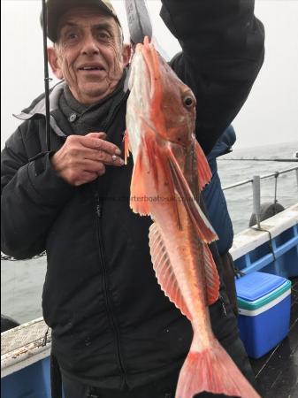 2 lb Red Gurnard by dave sansby a huge red gurnard 19th oct