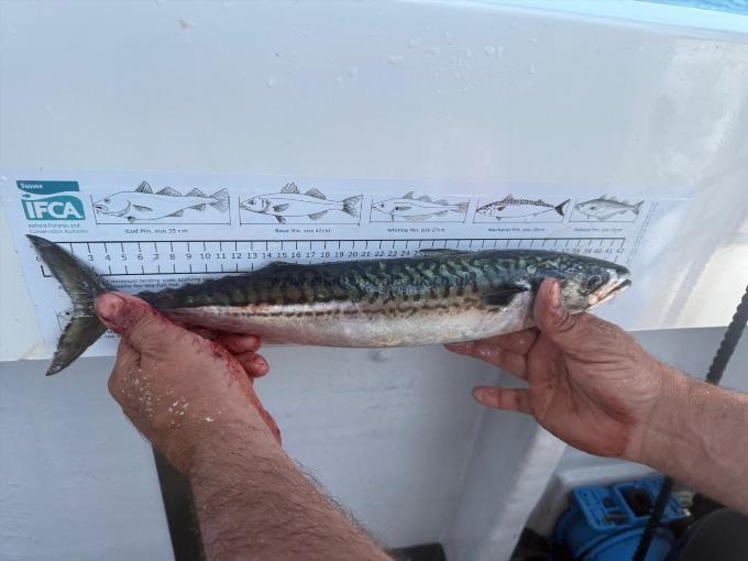 1 lb 3 oz Mackerel by Unknown