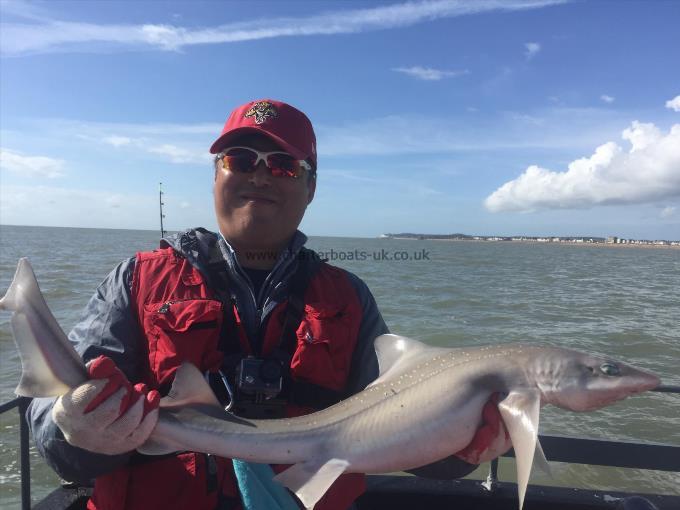 11 lb Smooth-hound by Unknown