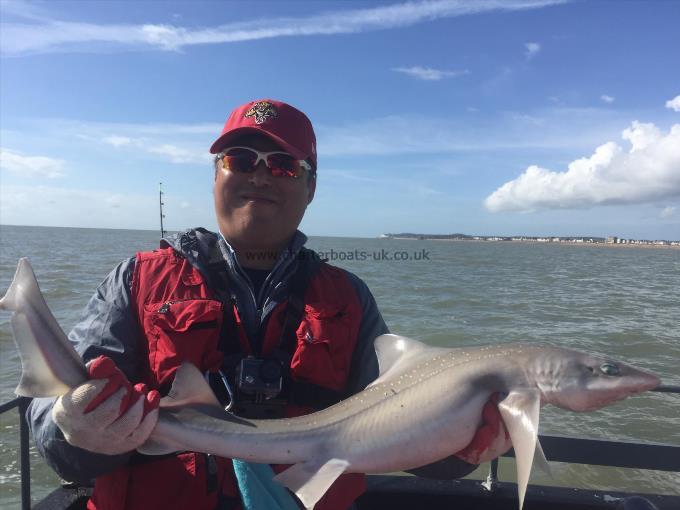 11 lb Smooth-hound (Common) by Unknown