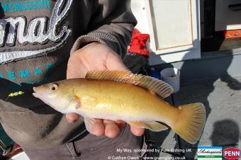 1 lb Cuckoo Wrasse by Ron