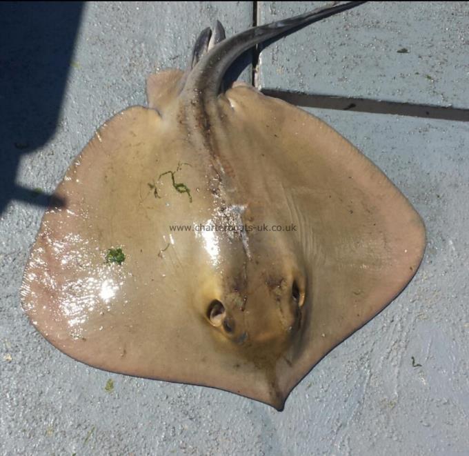 12 lb Stingray (Common) by Steve