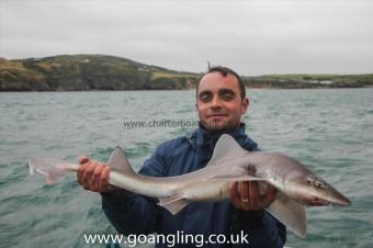 7 lb Starry Smooth-hound by Dave